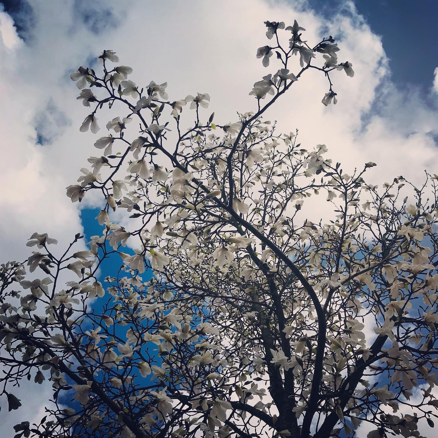 #magnolia #lente #springisintheair #blossom #flowers #bloemenzee