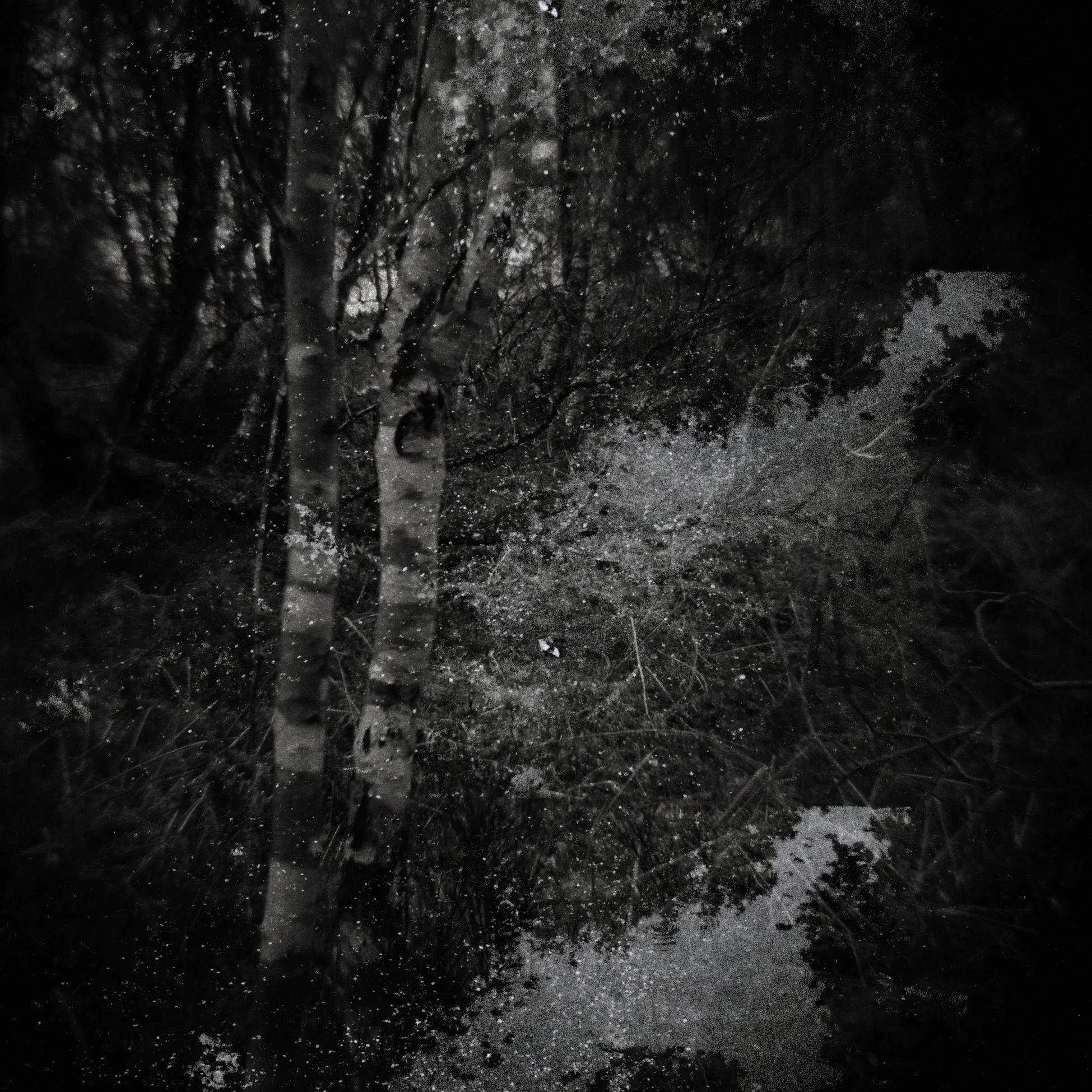 Foto berken dubbel zw.jpg