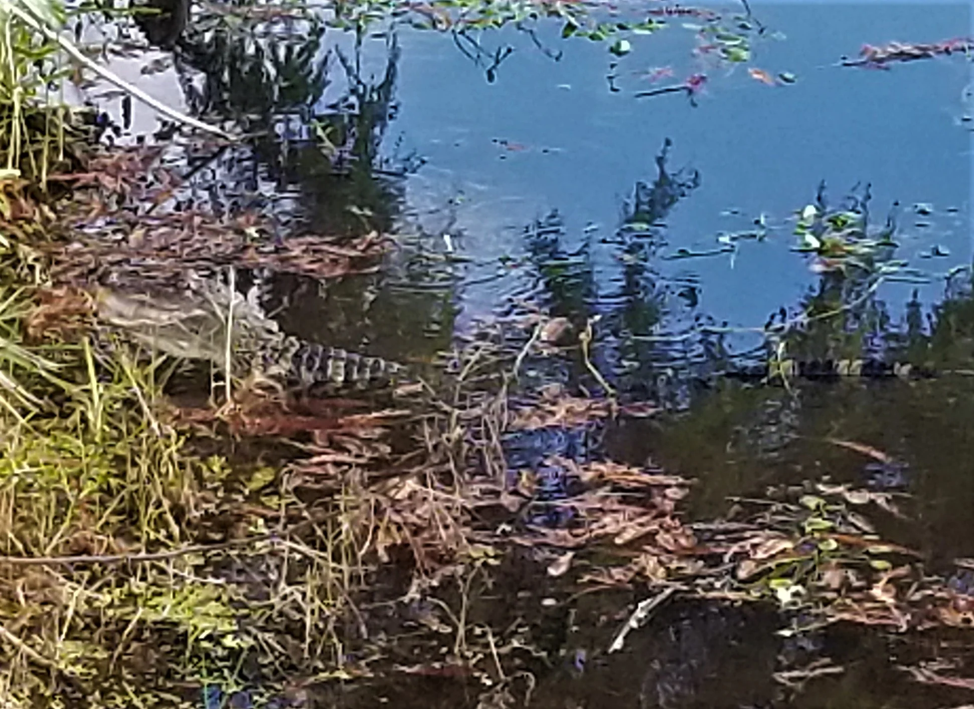 This fellow was hanging out at the park pond, snacking down what appeared to be a baby turtle.