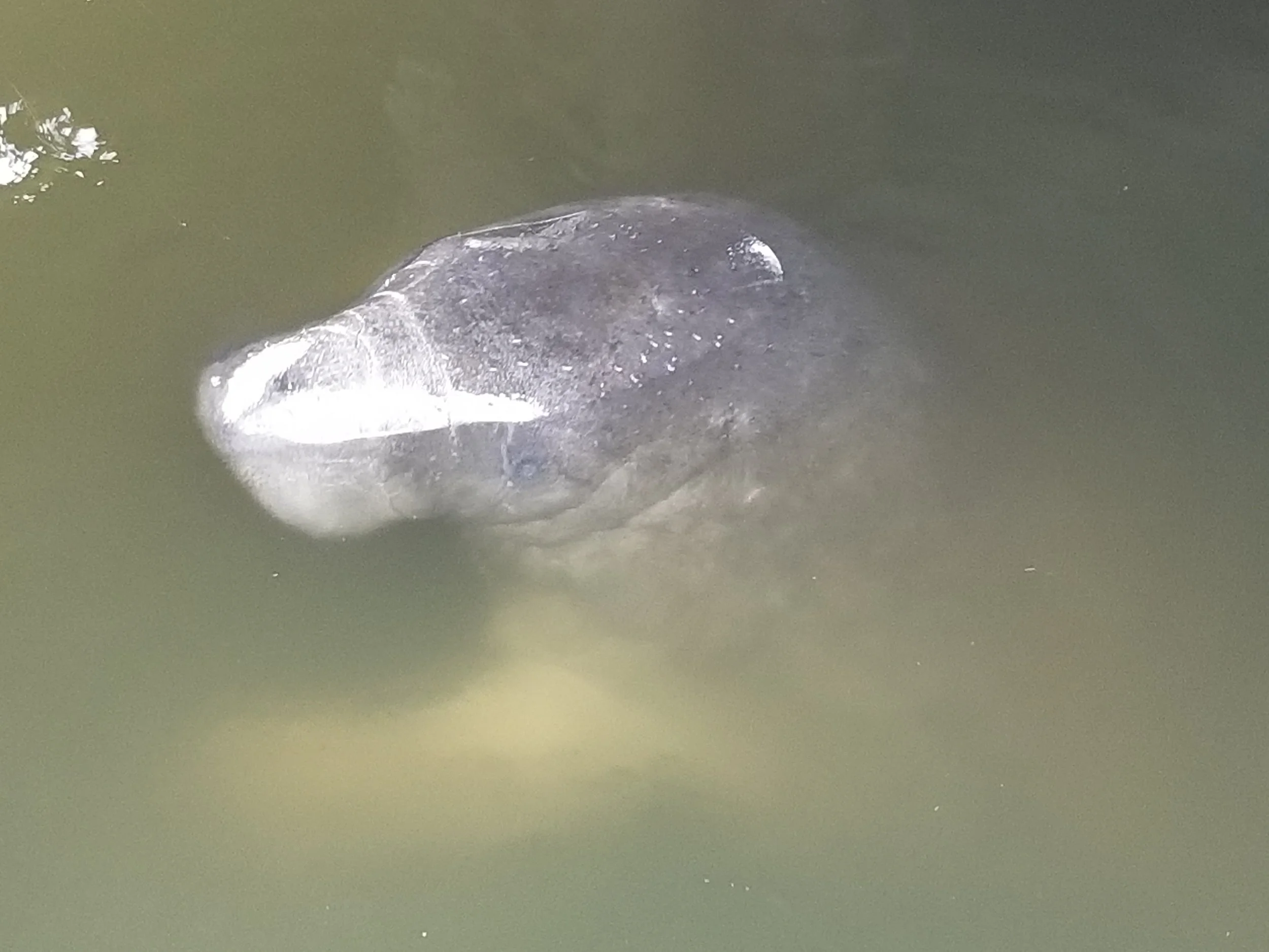 A visitor stopped by while we were filling the water tank. Manatees must be able to sense even the smallest quantity of fresh water - the few drips falling from the hose connection.