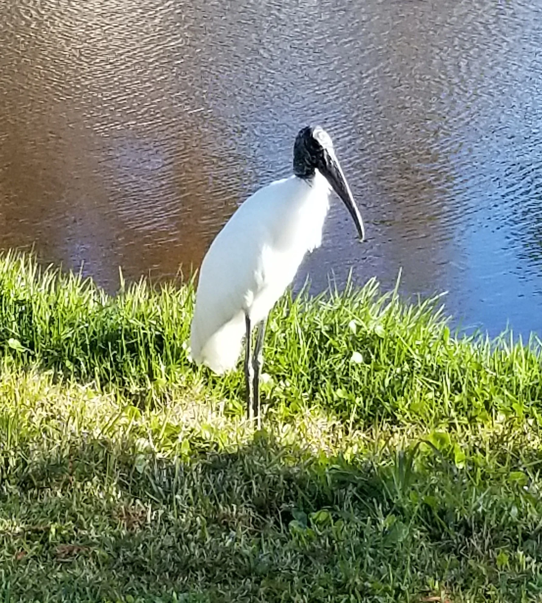 A wood stork at Sand Point Park. To me, they look mis-matched - the beautiful pure white body with such an ugly (sorry, Mr. Stork) head, like a great egret in a death mask.