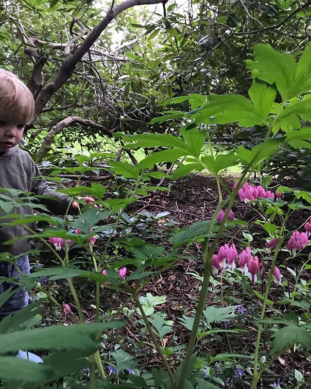 My son found some #Dicentra or bleeding heart in our backyard yesterday.  Plants have an amazing ability to heal the body and evolve the soul. #botanicalmedicine #naturopathicmedicine #naturopathicmagic #plantmagic #backyardbliss