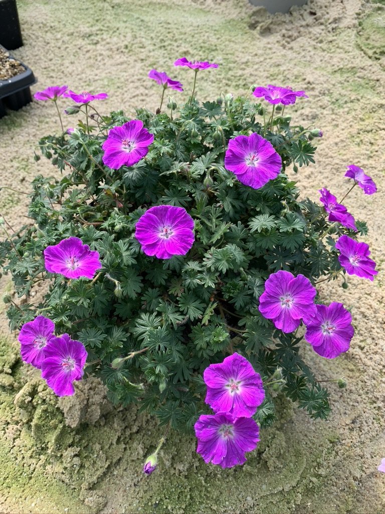 Geranium sanguineum 'Frivolius Purple'