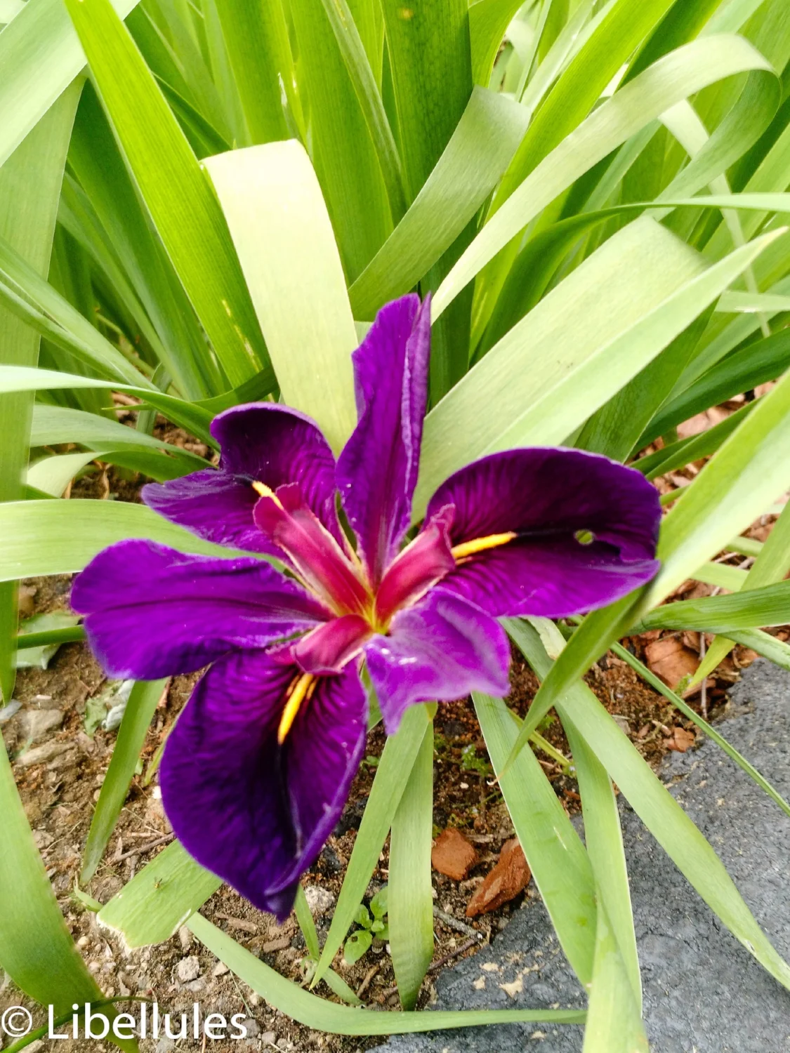 Iris Louisiana  "Black Gamecock"