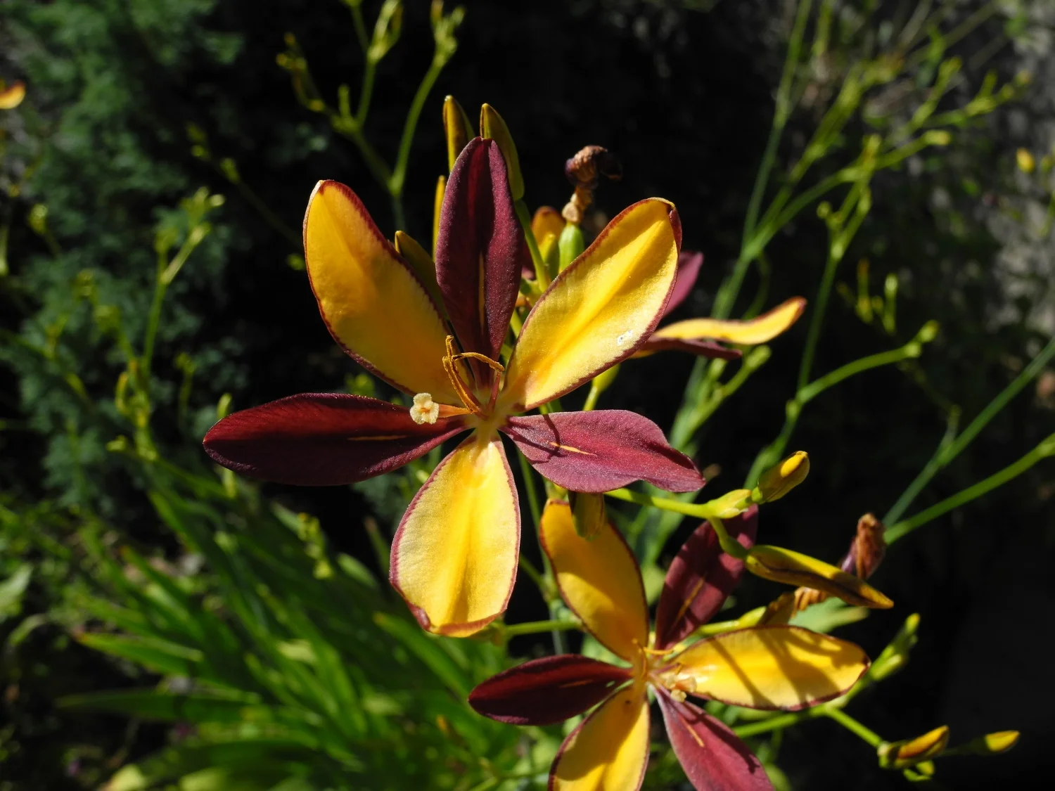 XPardancanda DSCN7978.JPG