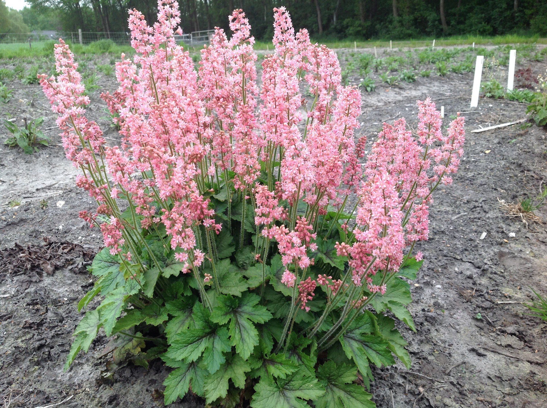 HEUCHERELLA 'PINK REVOLUTION' -- Babies are looking great!