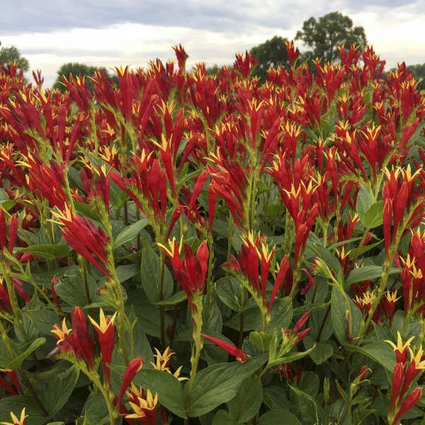Spigelia Little Red Head.jpg