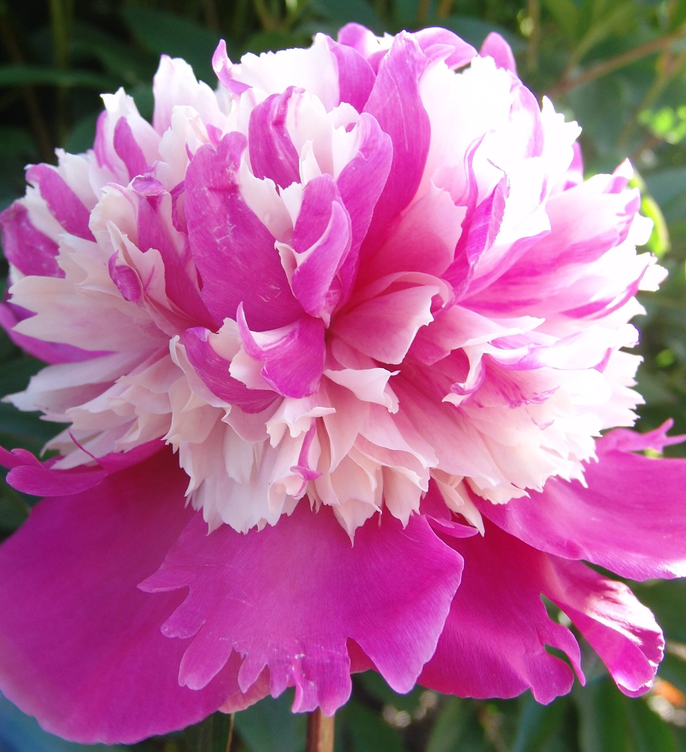 Peony  ' Joker' Coming Soon