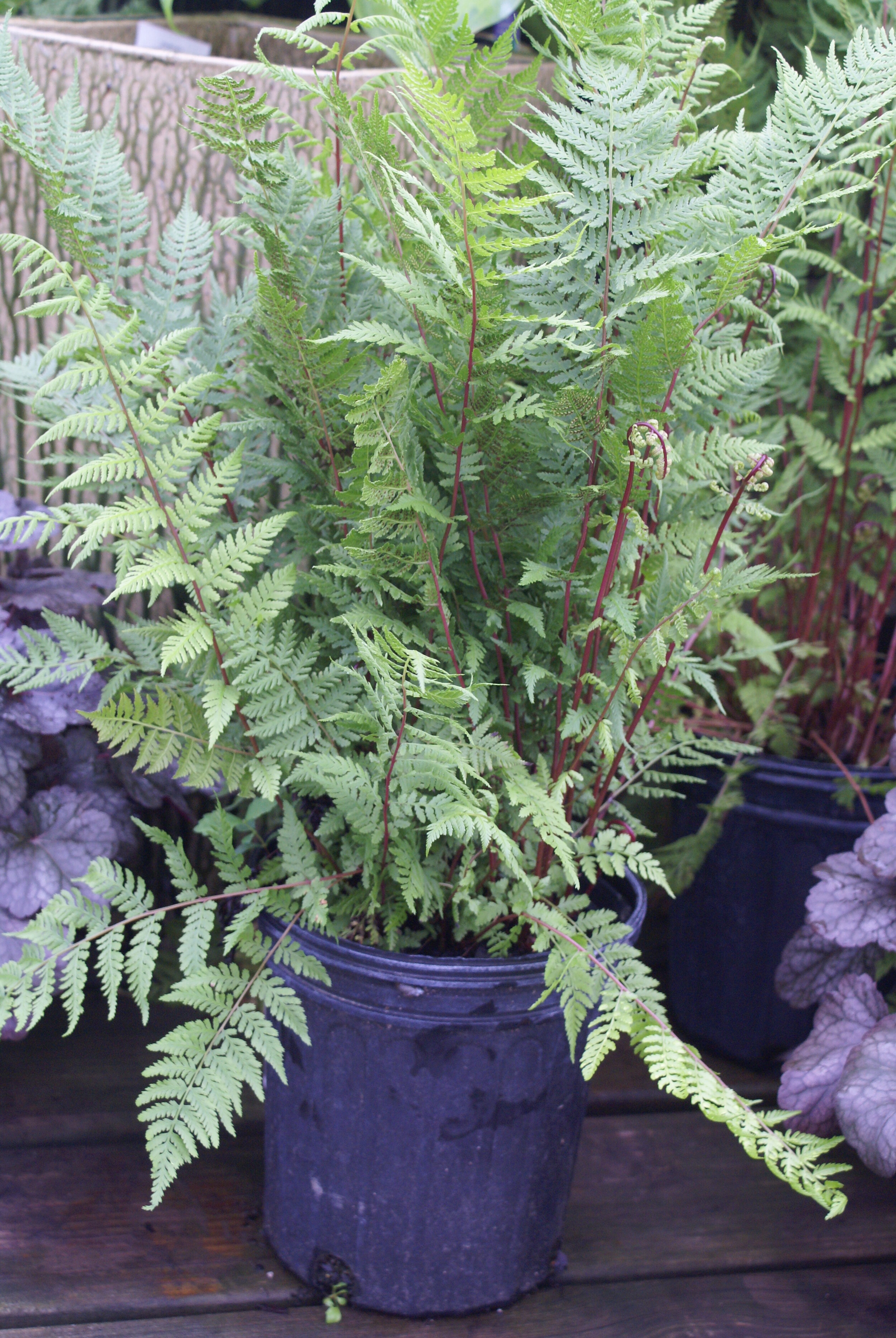 HIRES-Athyrium-filix-femina-Lady-in-Red.jpg
