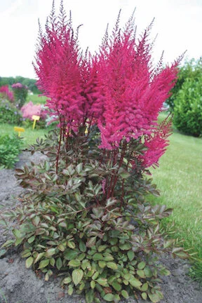 HIRES2-Astilbe-chinensis-Mighty-Mighty-Chocolate-Cherry.jpg