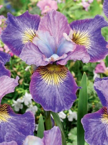 Iris siberica  "Charming Billy"
