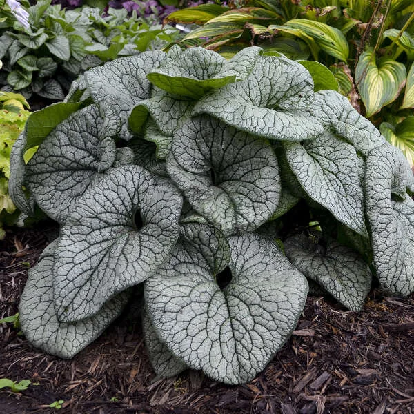 Brunnera - 'Queen of Hearts'