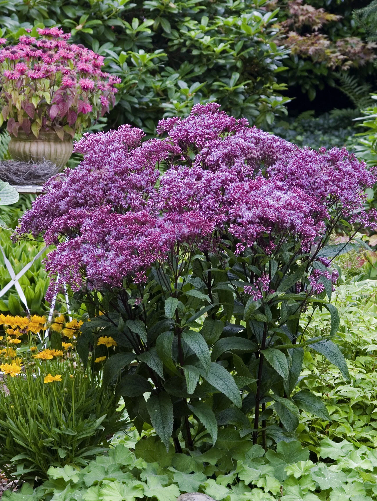 HIRES-Eupatorium-dubium-Baby-Joe.jpg