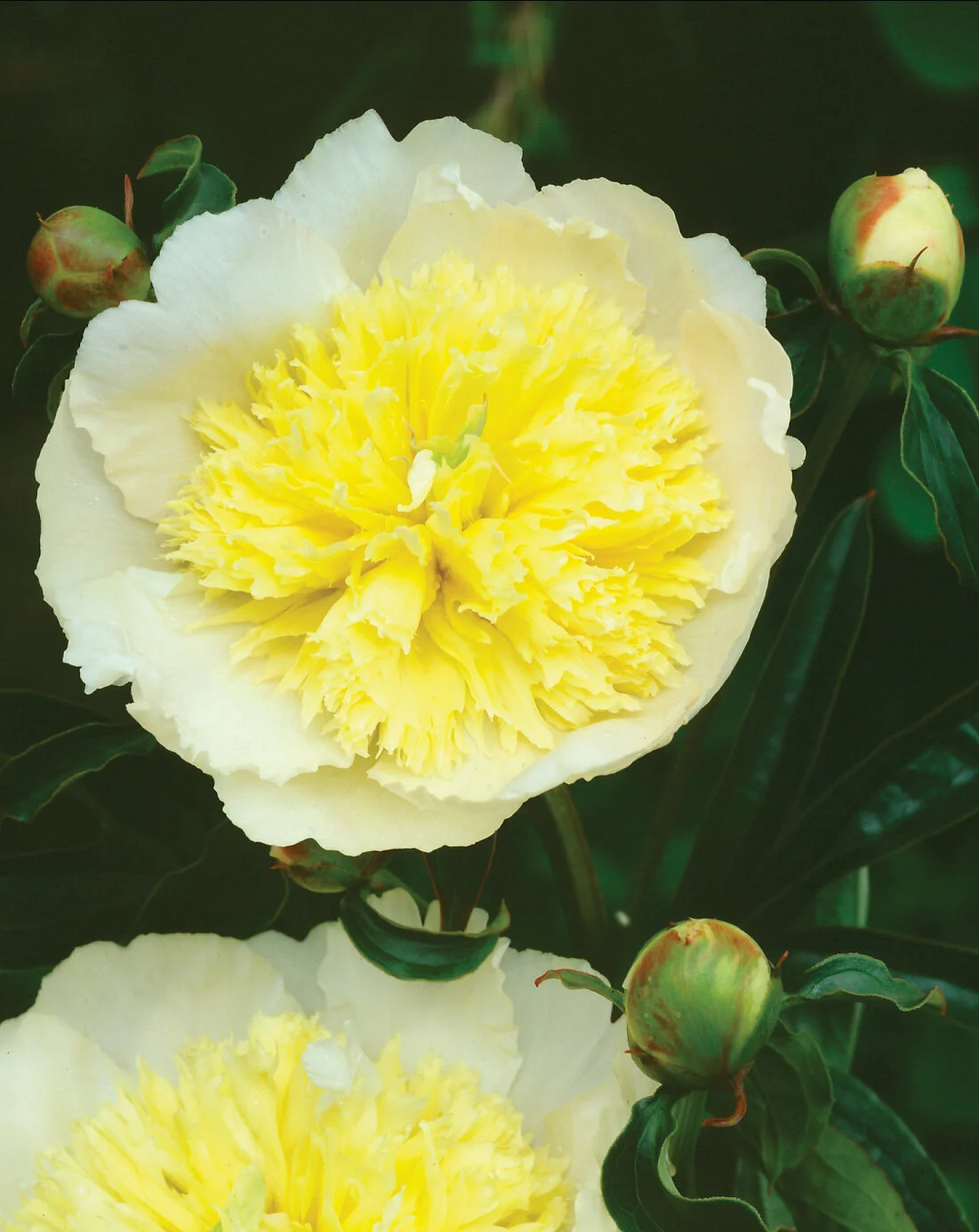 Peony  ' Primevere'  Coming Soon 