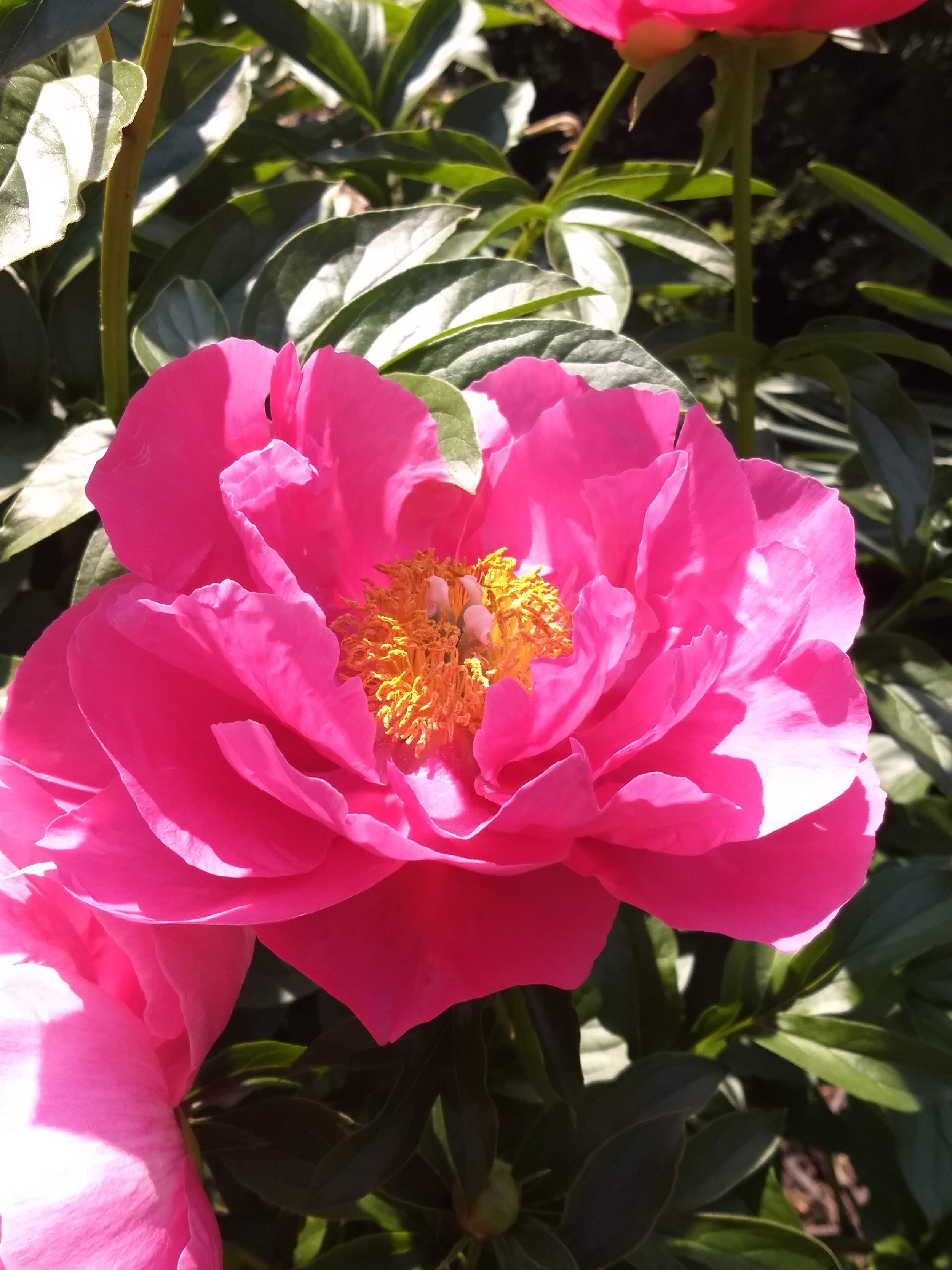 Peony  ' Paula Fay'  Coming Soon