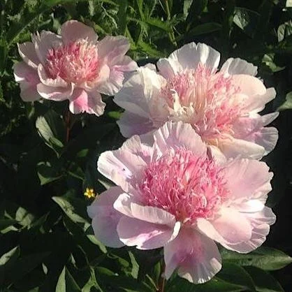 peony do Tell.jpg