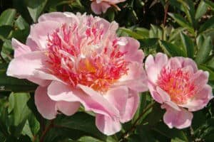Peony  ' Do  Tell'  Coming Soon