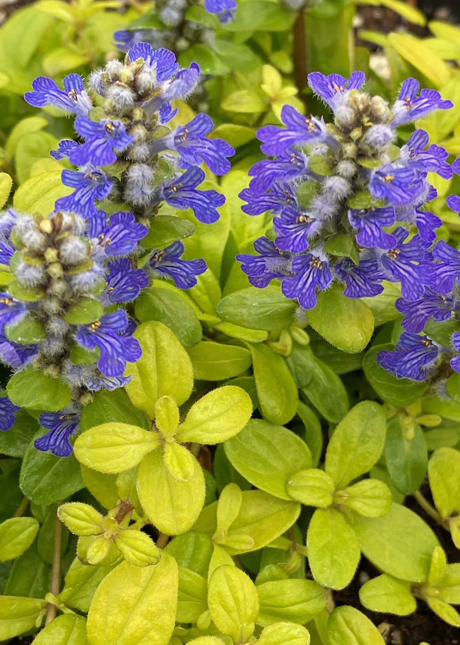 Ajuga 'Feathered Friends Cordial Canary'