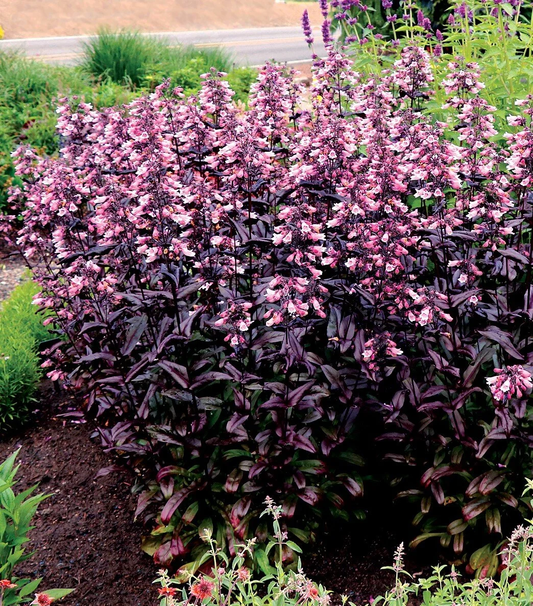 HIRES-Penstemon-digitalis-Dakota-Dakota-Burgundy (2).jpg