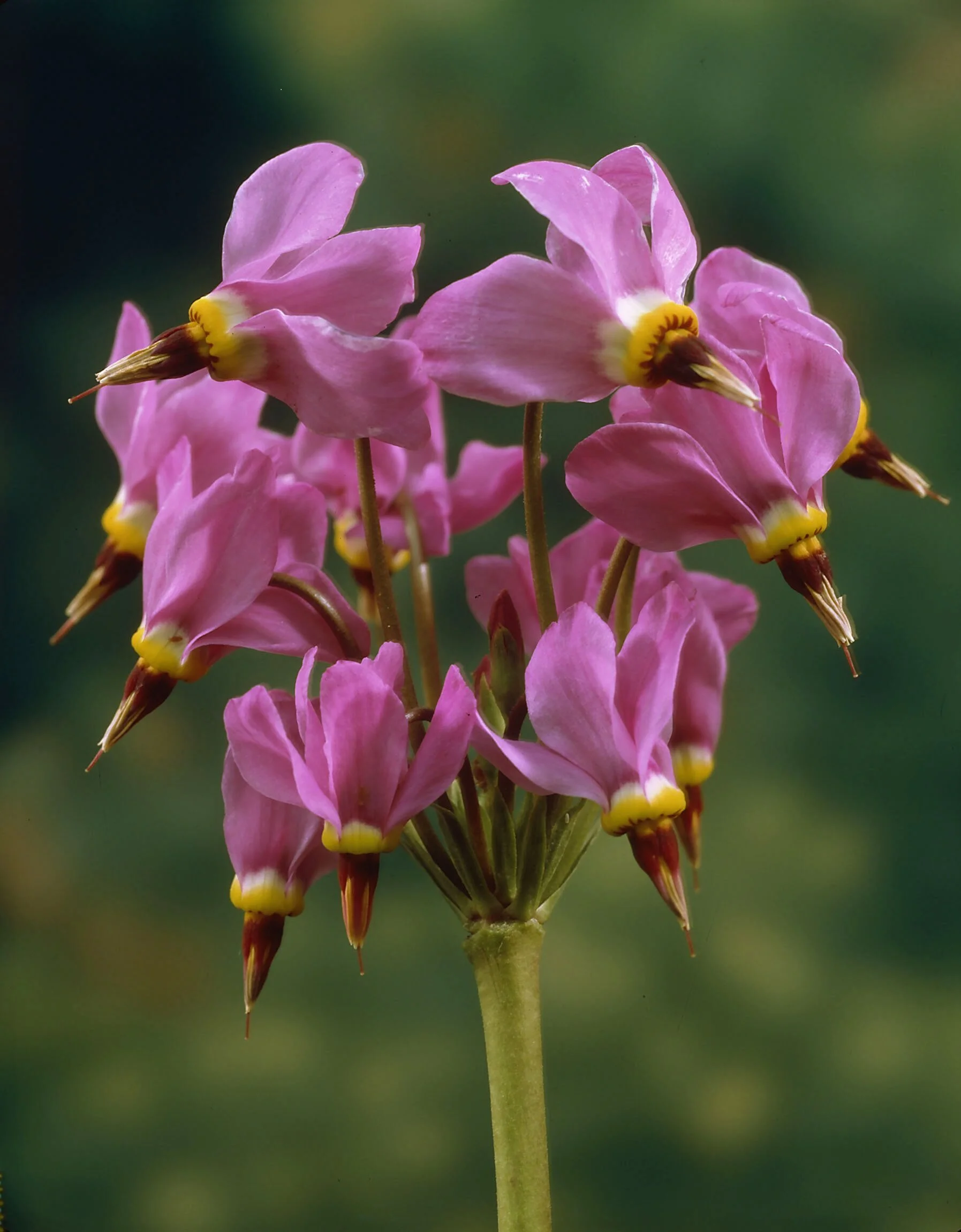 HIRES-Dodecatheon-meadia-Aphrodite2.jpg