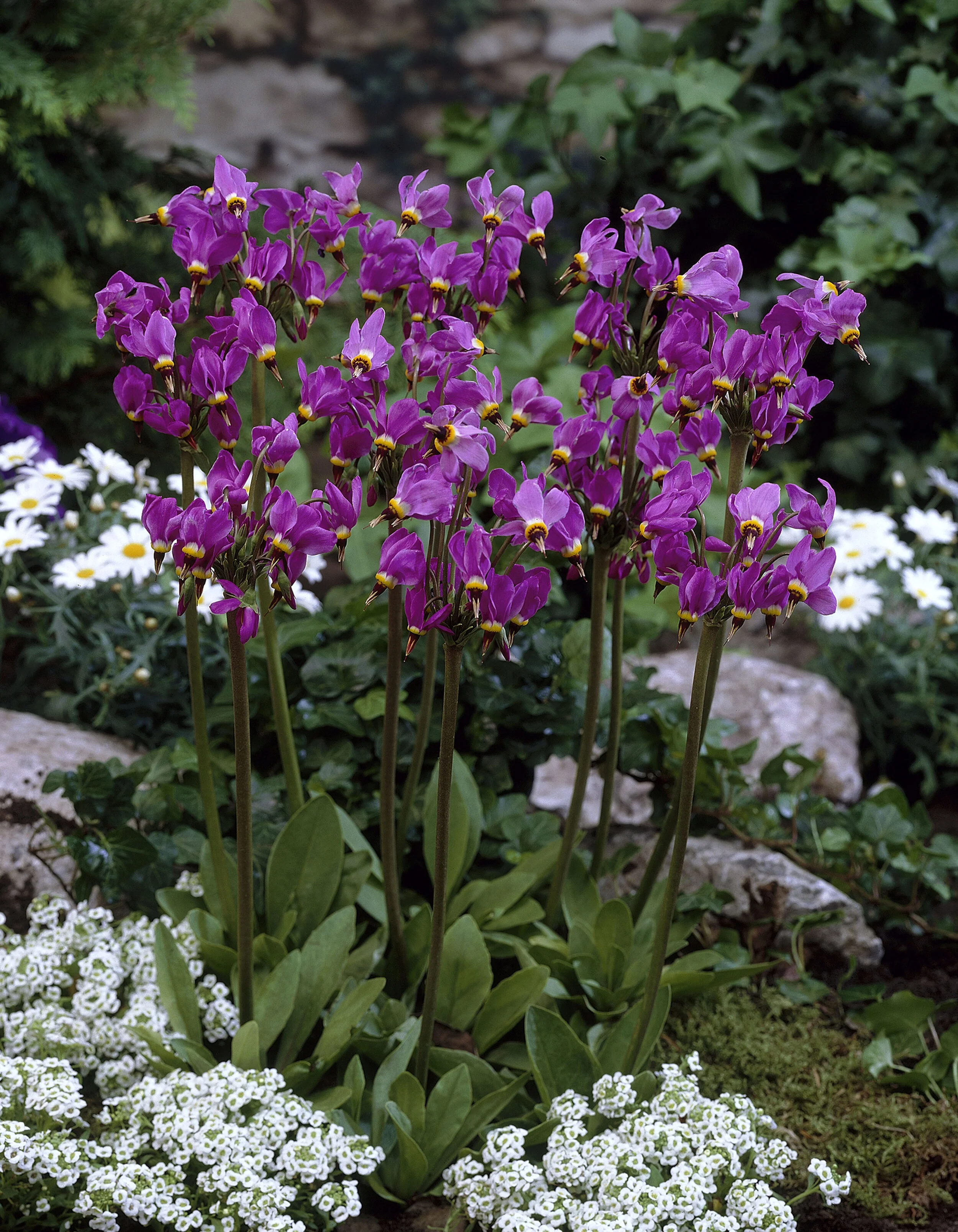 Dodecatheon meadia 'Aphrodite'  Coming Soon
