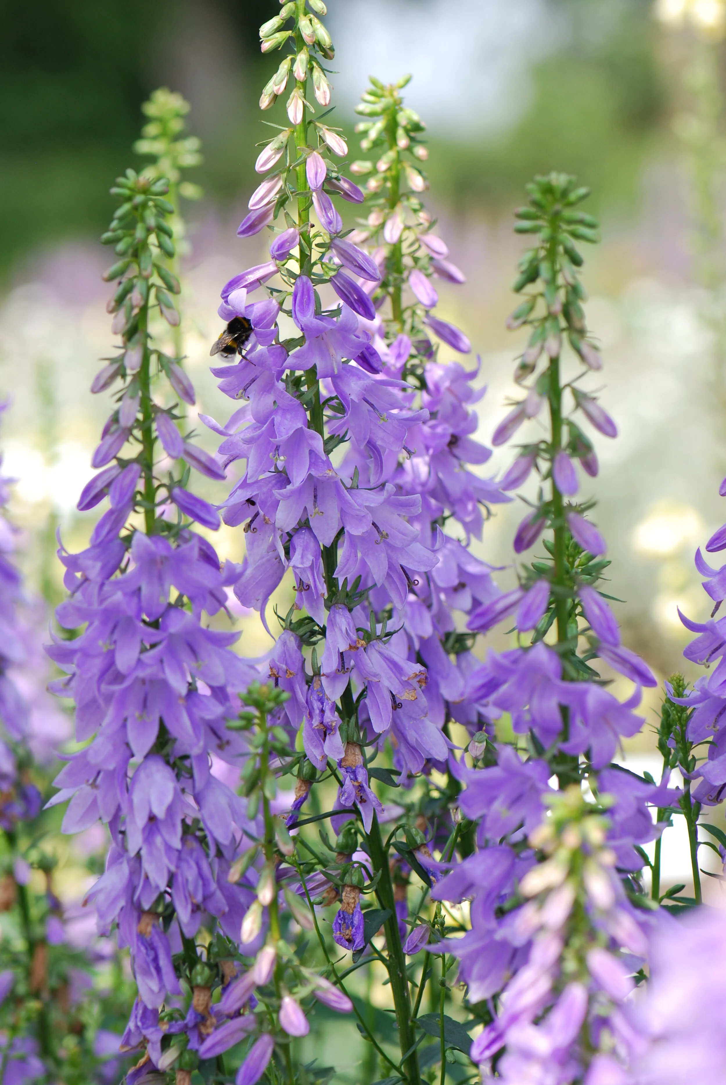 Adenophora confusa 'Fairybells™ Gaudi Violet'