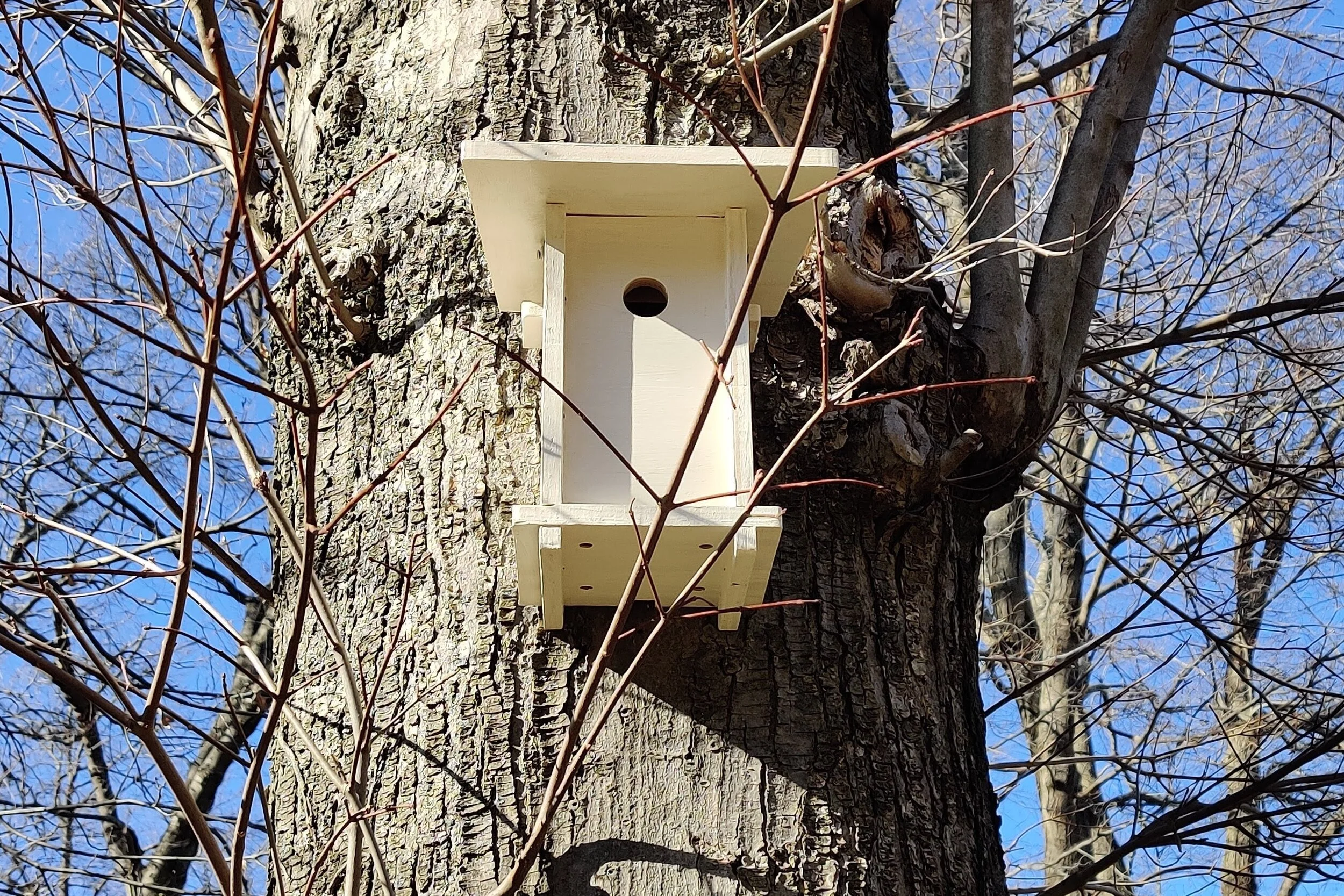 Bird Nesting Box: Nuthatch, Titmouse, Downy Woodpecker