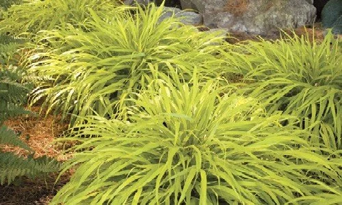 HAK All Gold-500x300-0-.jpg