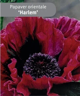 Papaver 'Harlem'.jpg