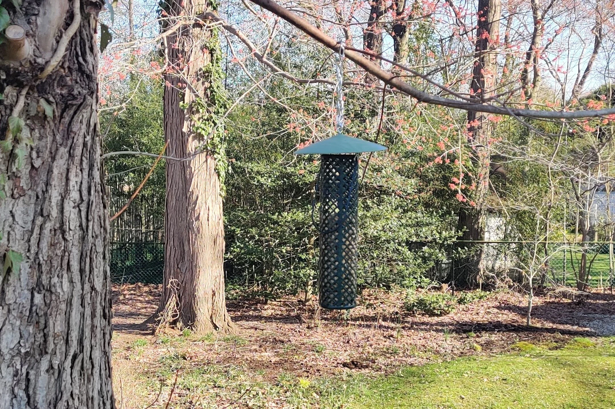 Suet Ball / Nugget Bird Feeder/ Squirrel proof