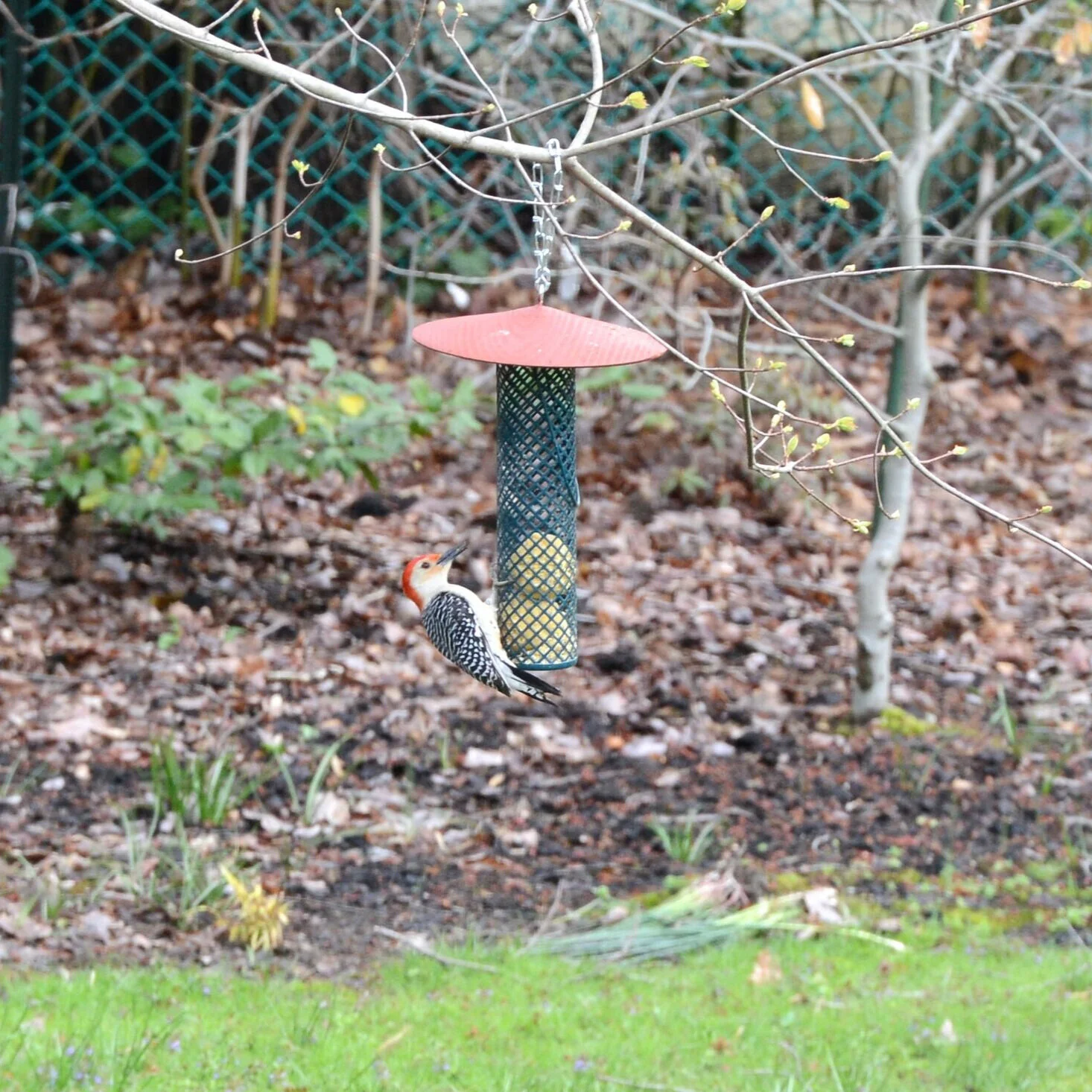 Suet Ball / Nugget Bird Feeder