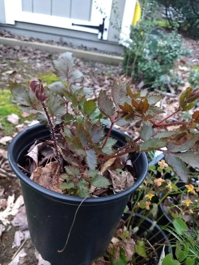 Astilbe Mighty Chocolate Cherry3.jpg