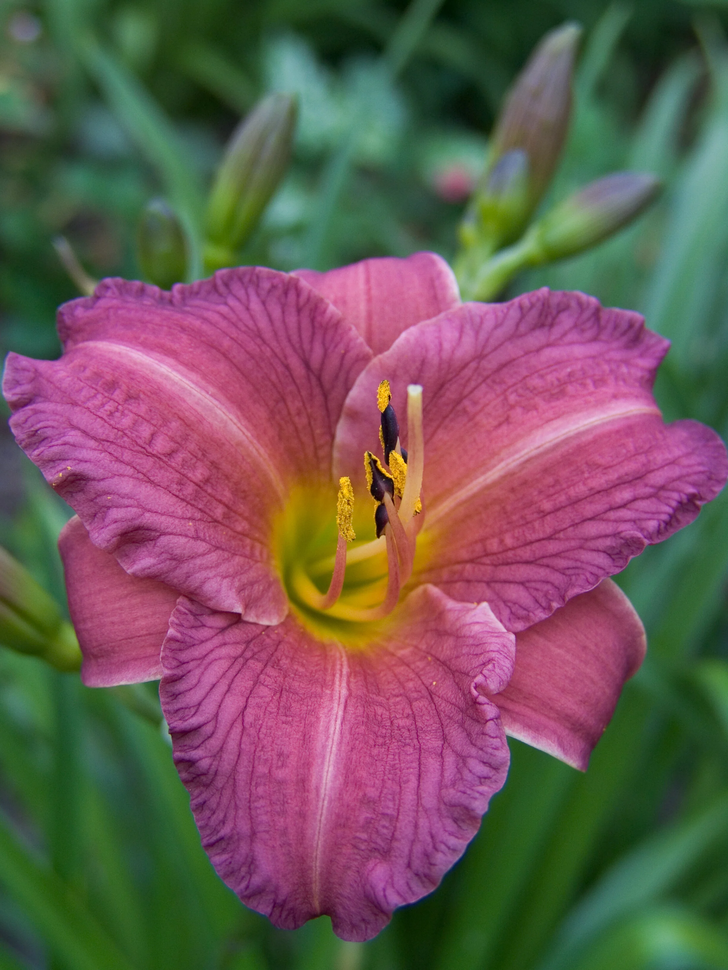 Hemerocallis  'Purple D'oro' - Perennial Plants
