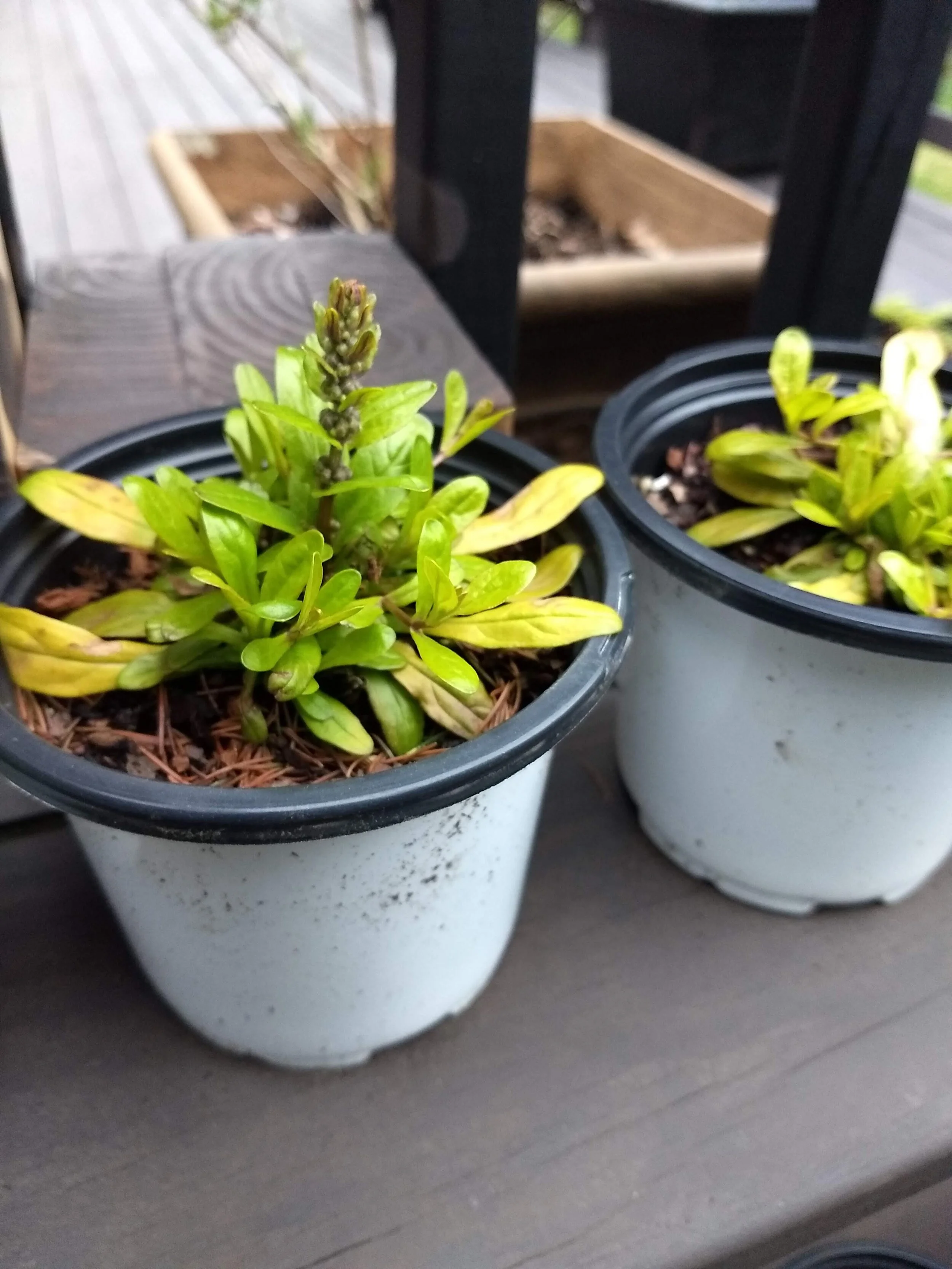 Ajuga Cordial Canary.jpg