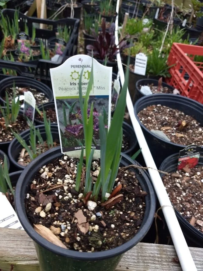 Iris s. Miss Apple2.jpg