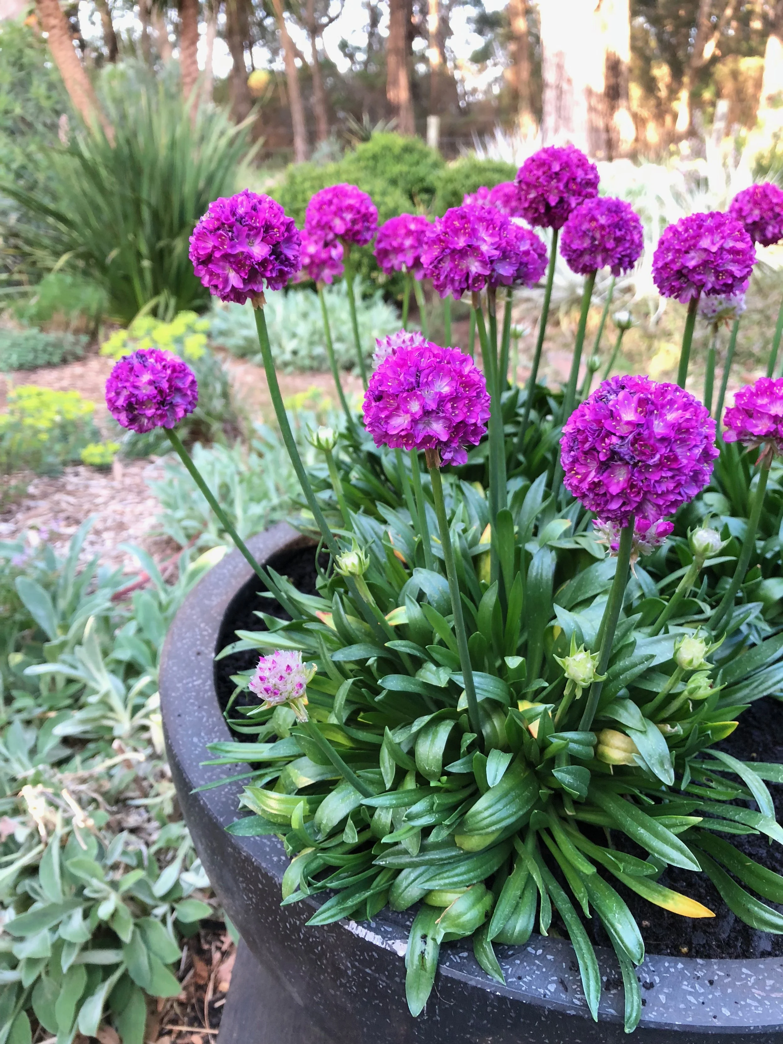 Armeria  Dreameria
