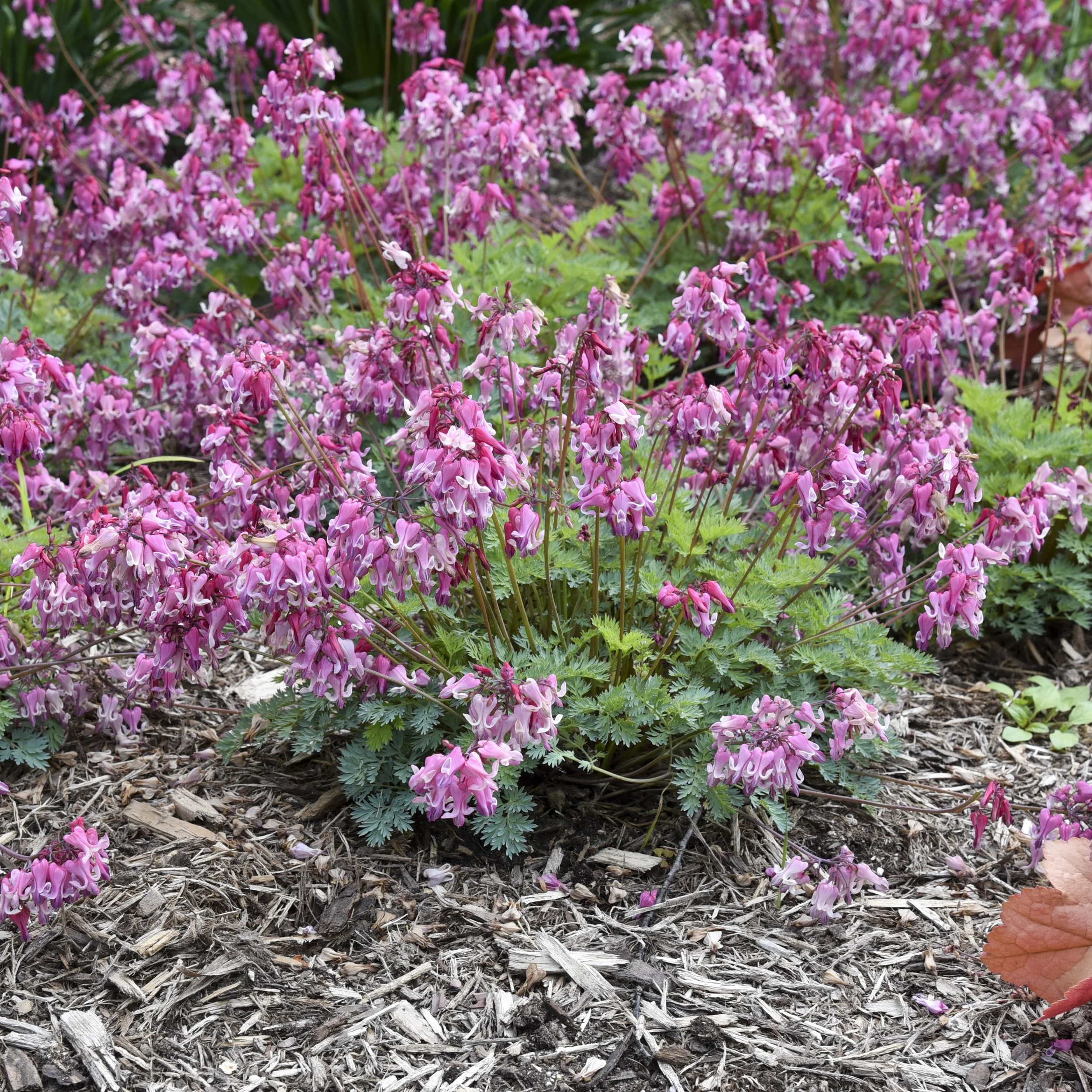 Dicentra 'Pink Diamonds'