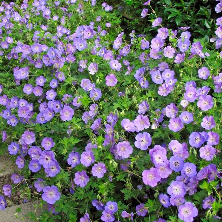 Geranium  'Rosemoor'