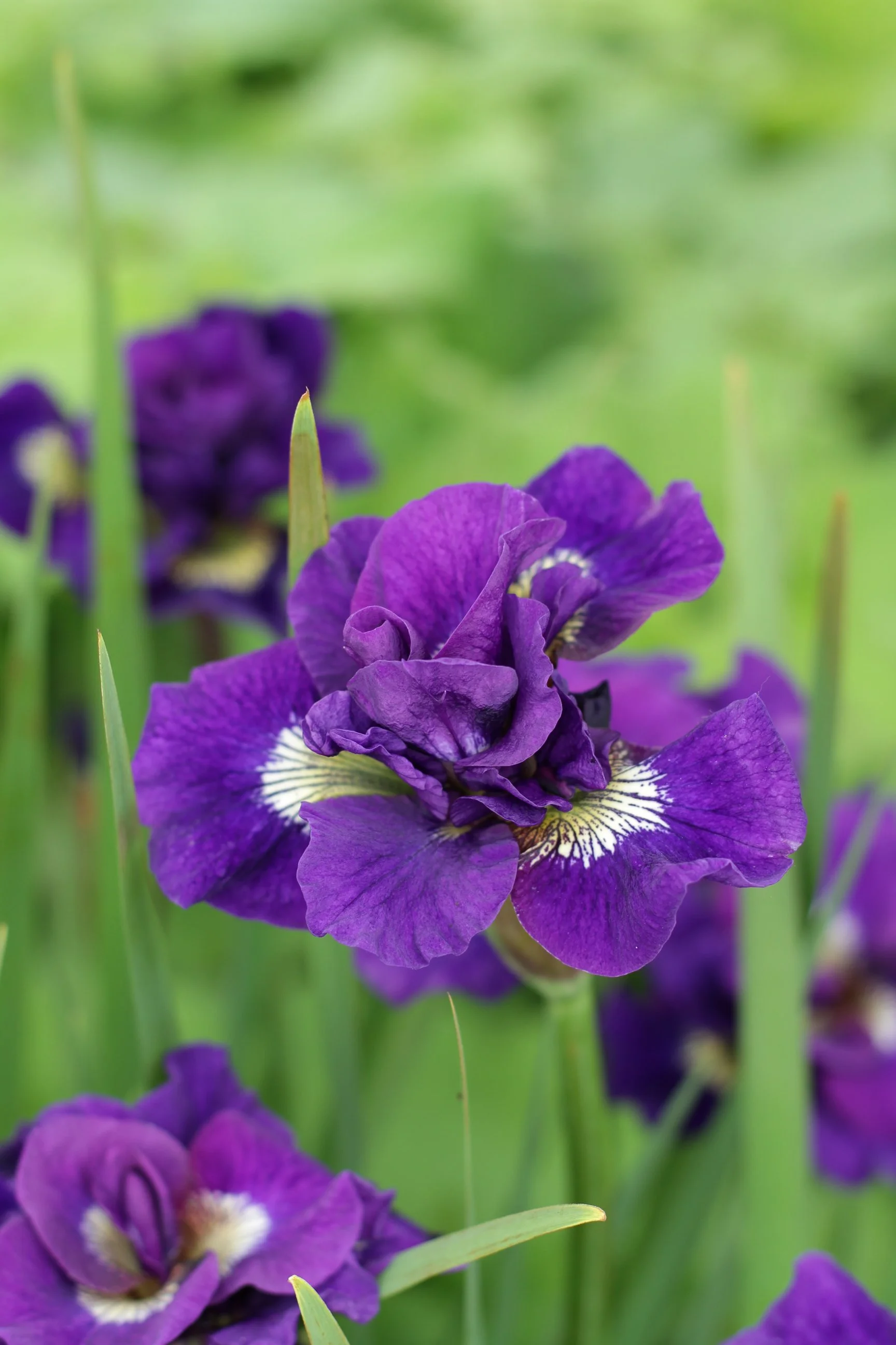 Iris siberica 'Kaboom'