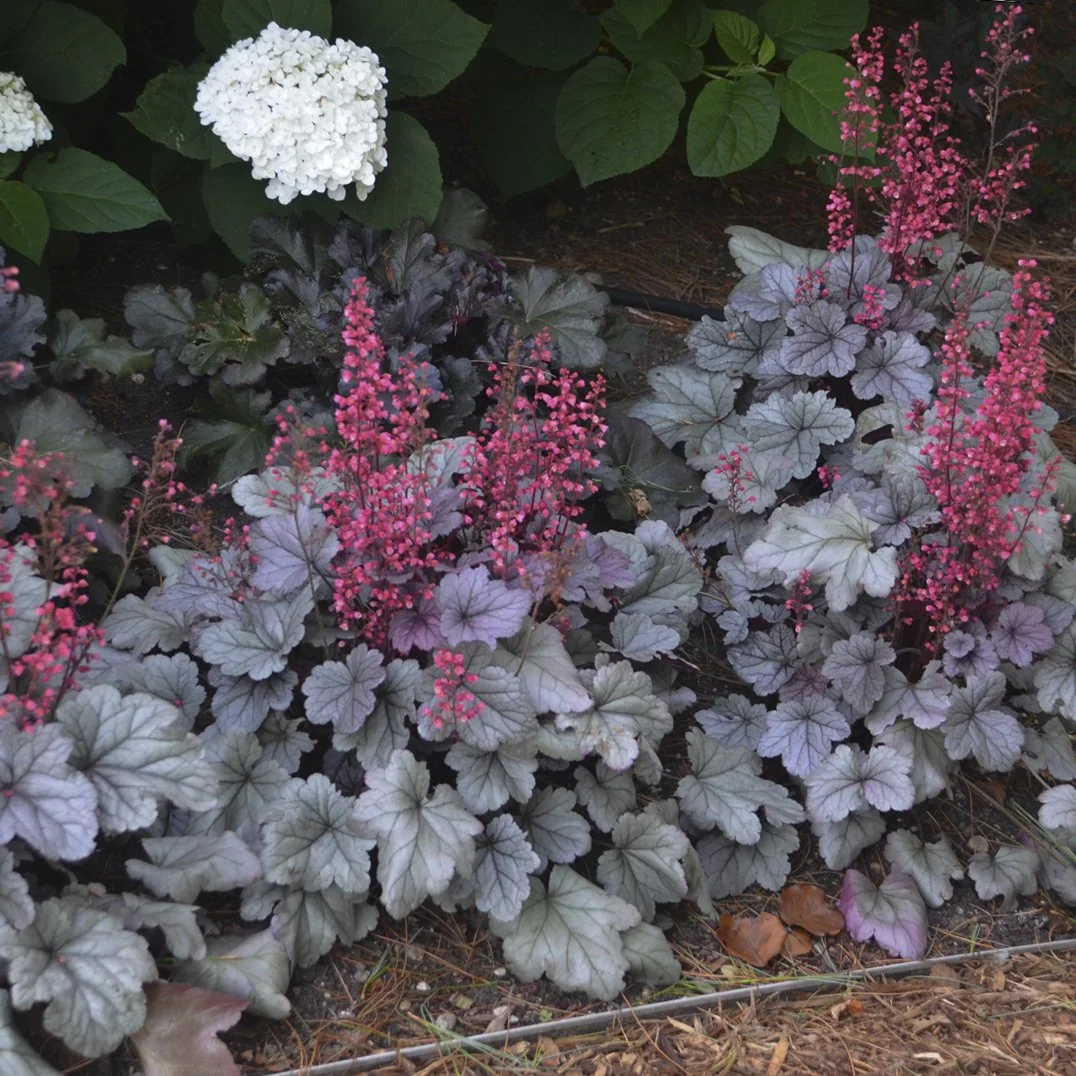Heuchera 'Silver Gundrop'