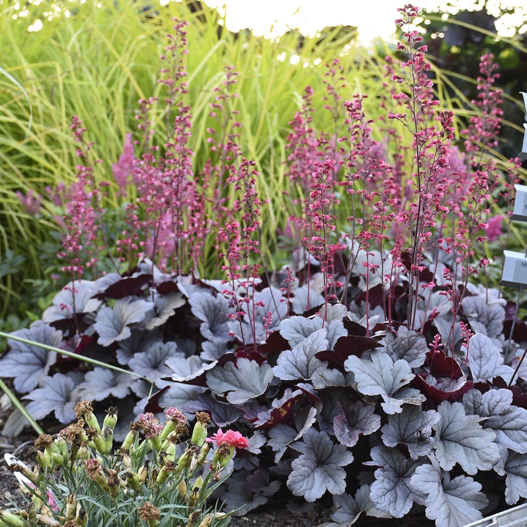 Heuchera 'Silver Gumdrop' PP29207 CPBR5989 0001 high res2.jpg