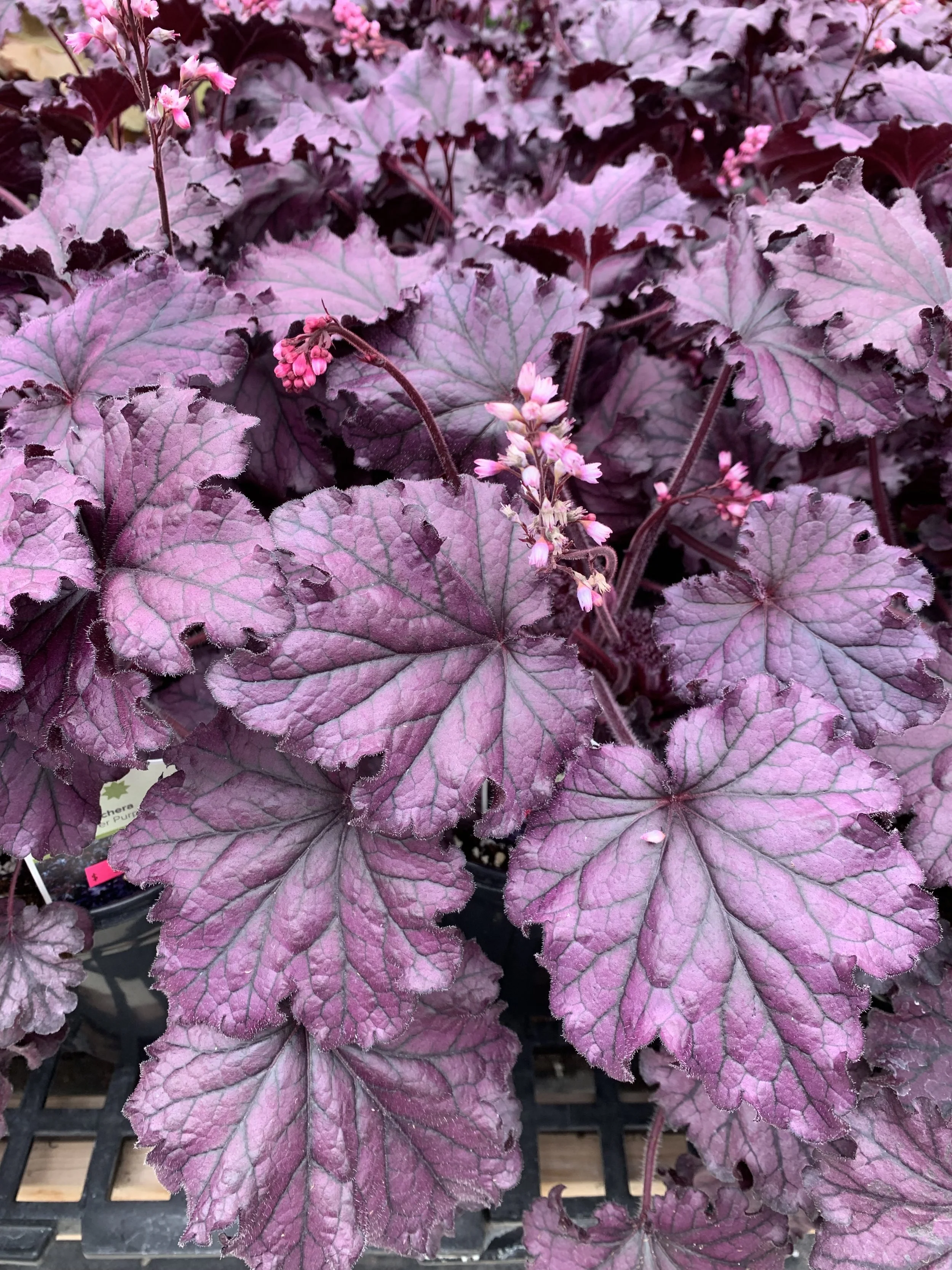 Heuchera - 'Forever Purple"