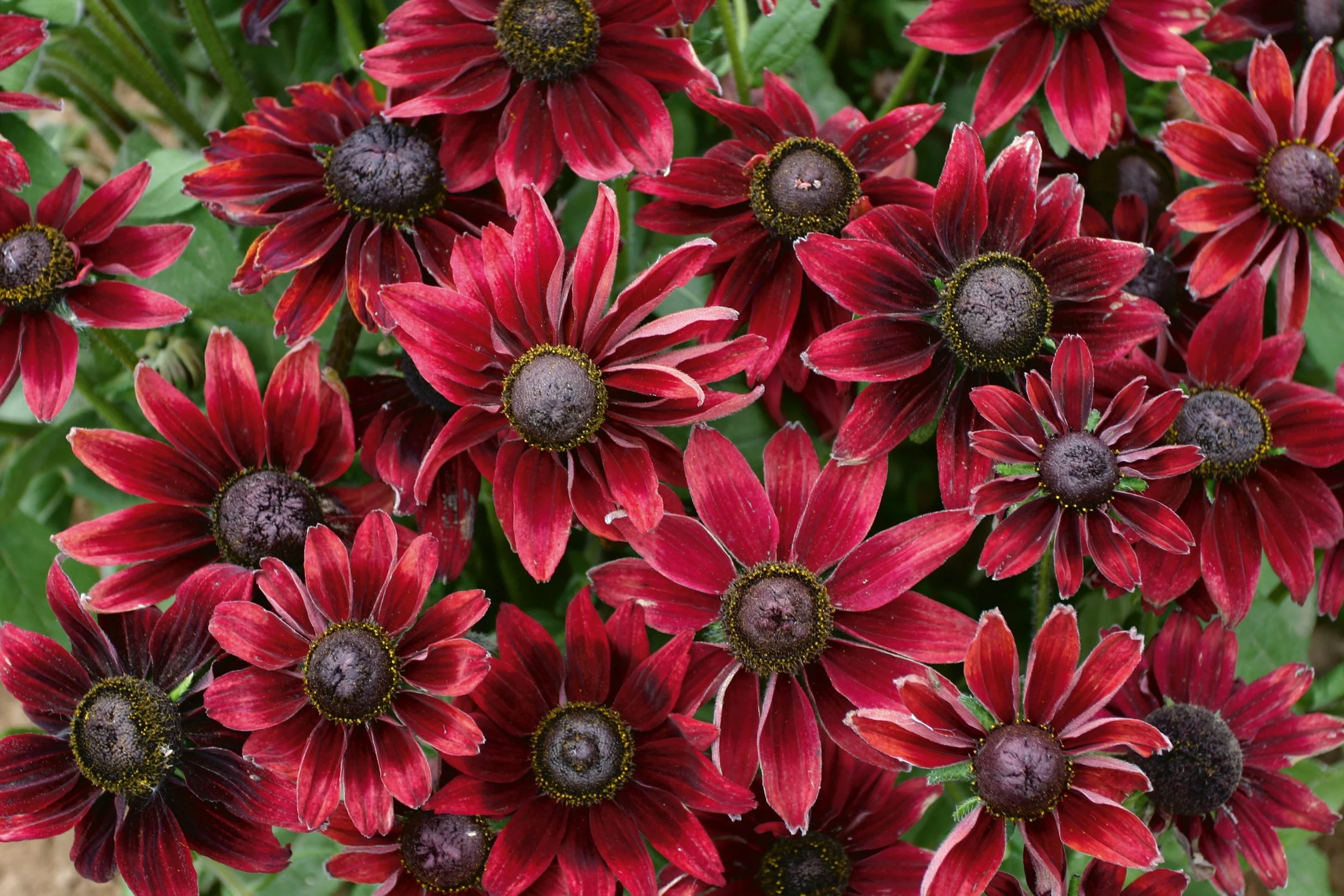 Rudbeckia hirta  'Cherry Brandy'