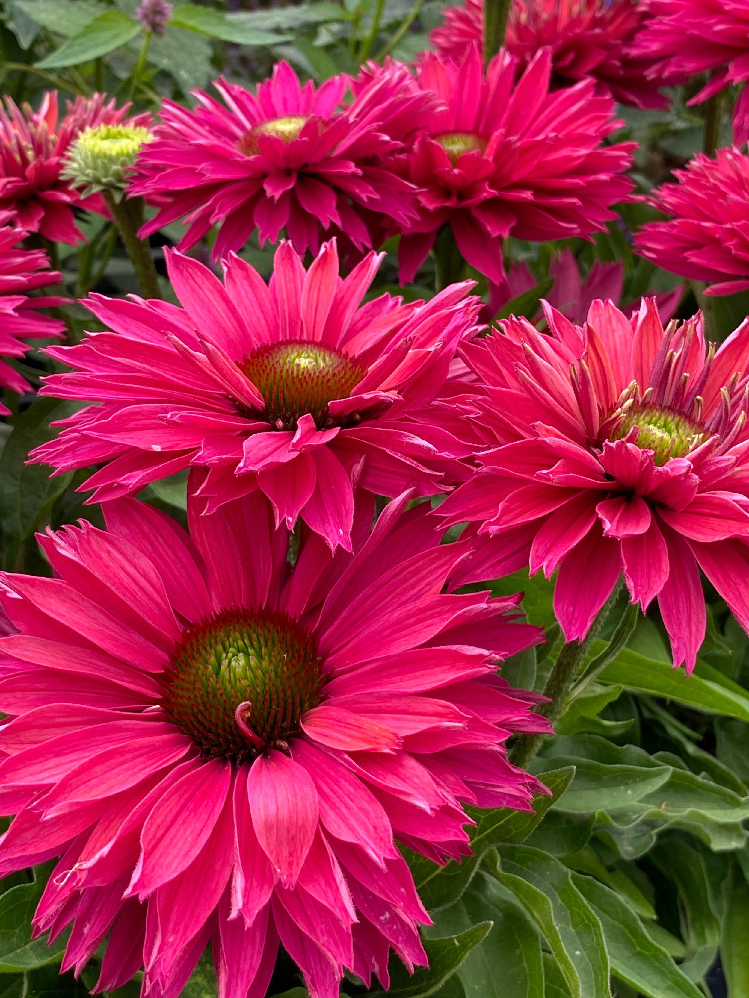 HIRES-Echinacea-SunSeekers-Sweet-Fuchsia 1.jpg