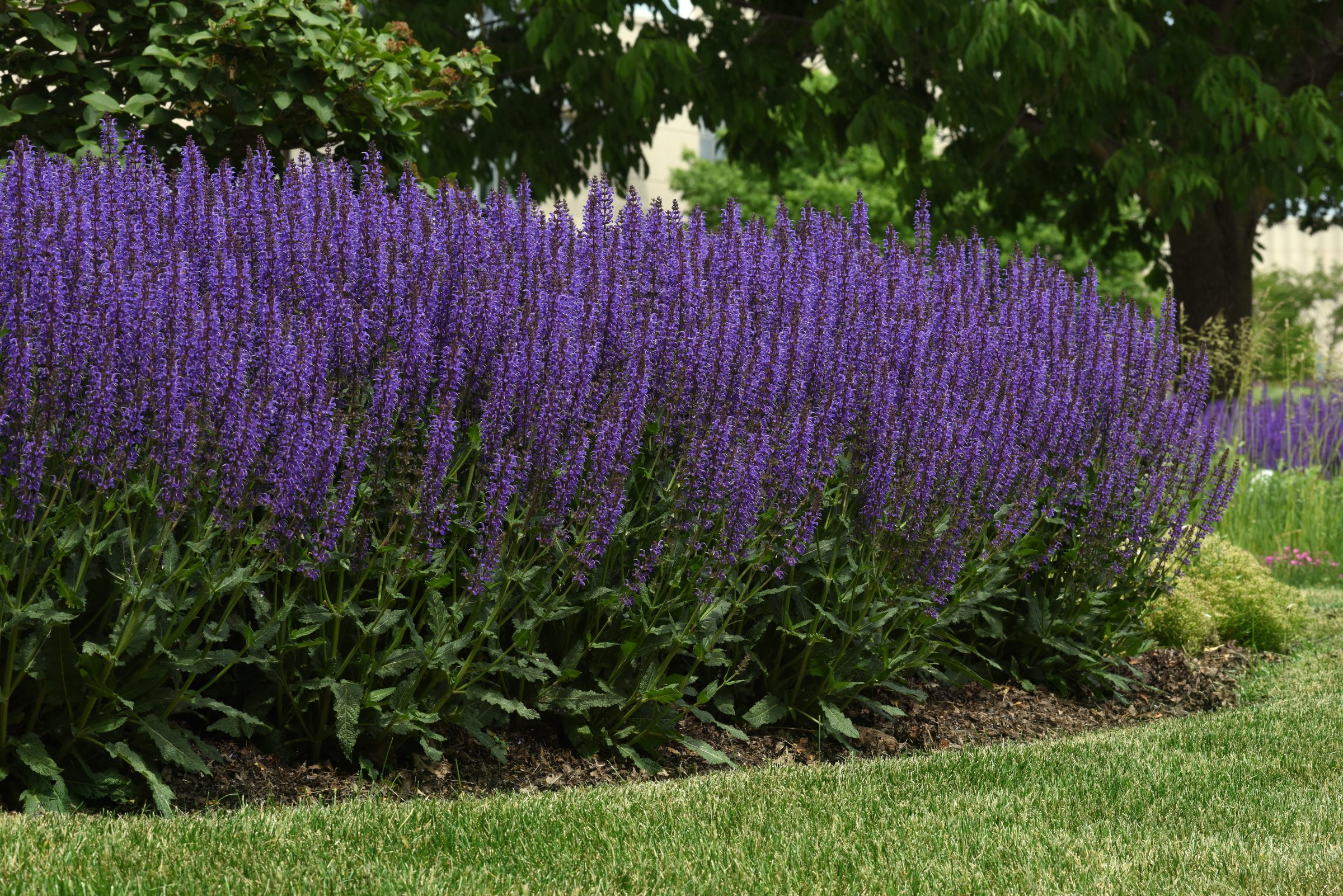 Salvia 'Blue By You'