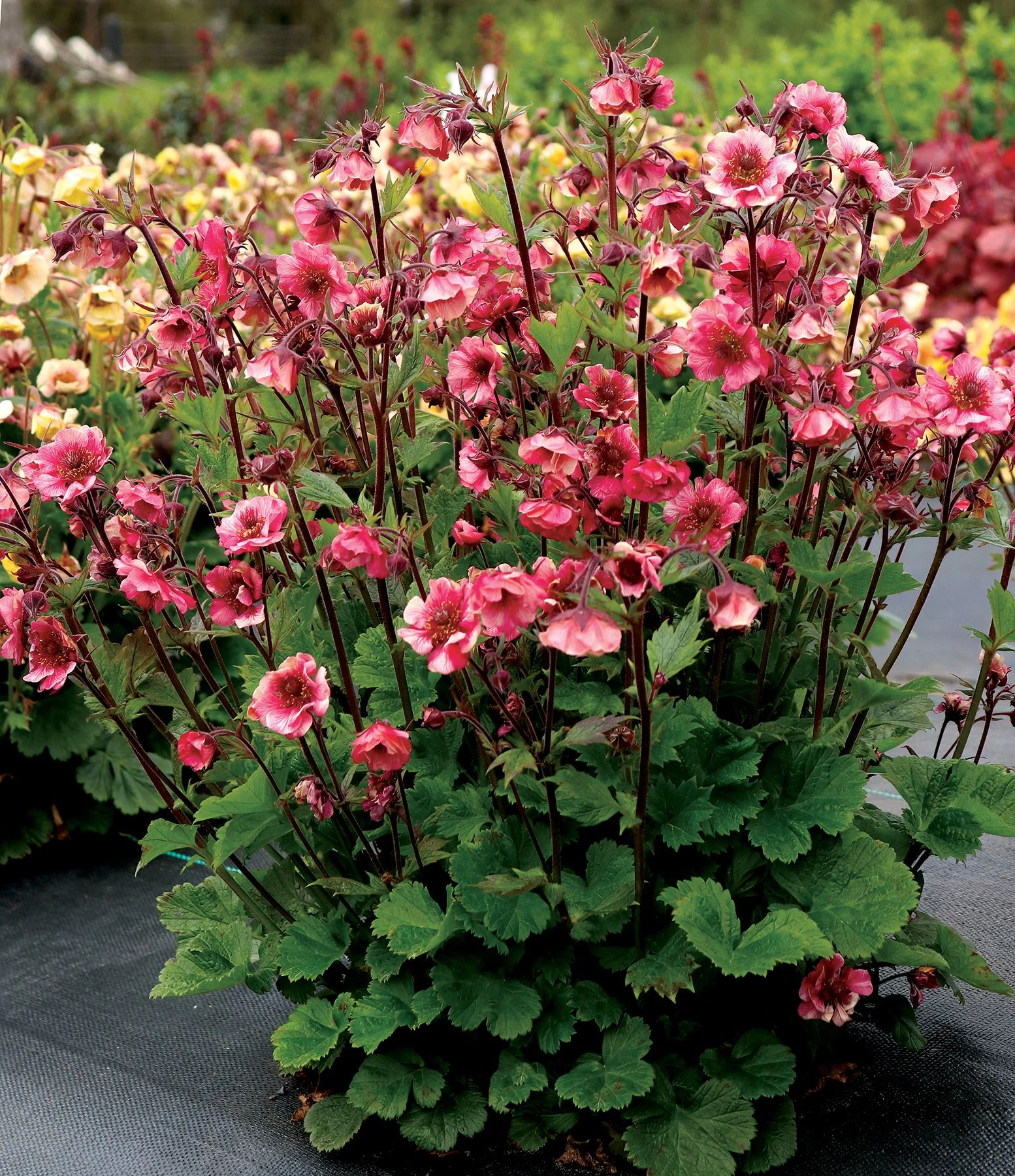 Geum 'Tempo Rose'