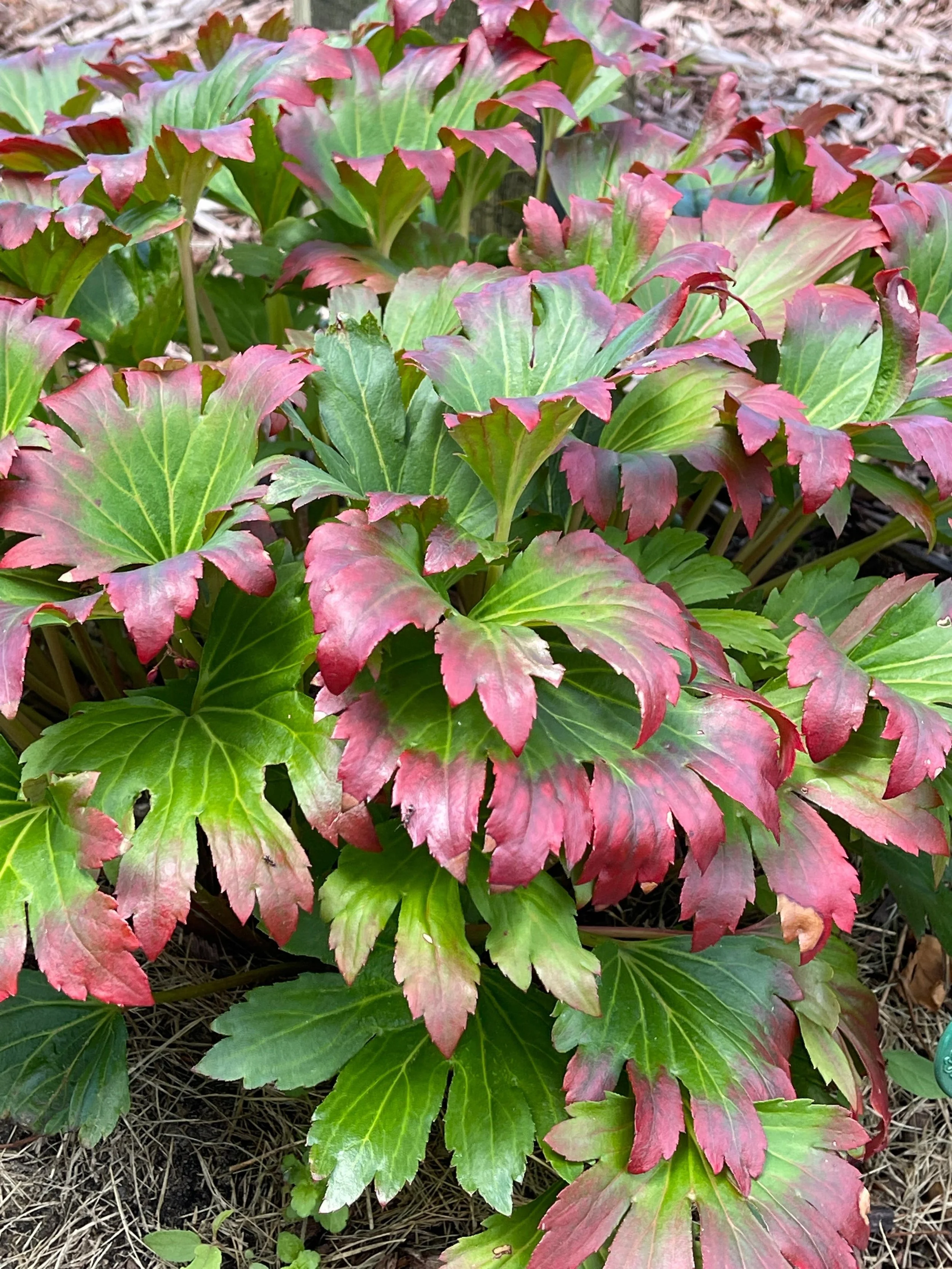 Mukgenia ' Nova Flame'