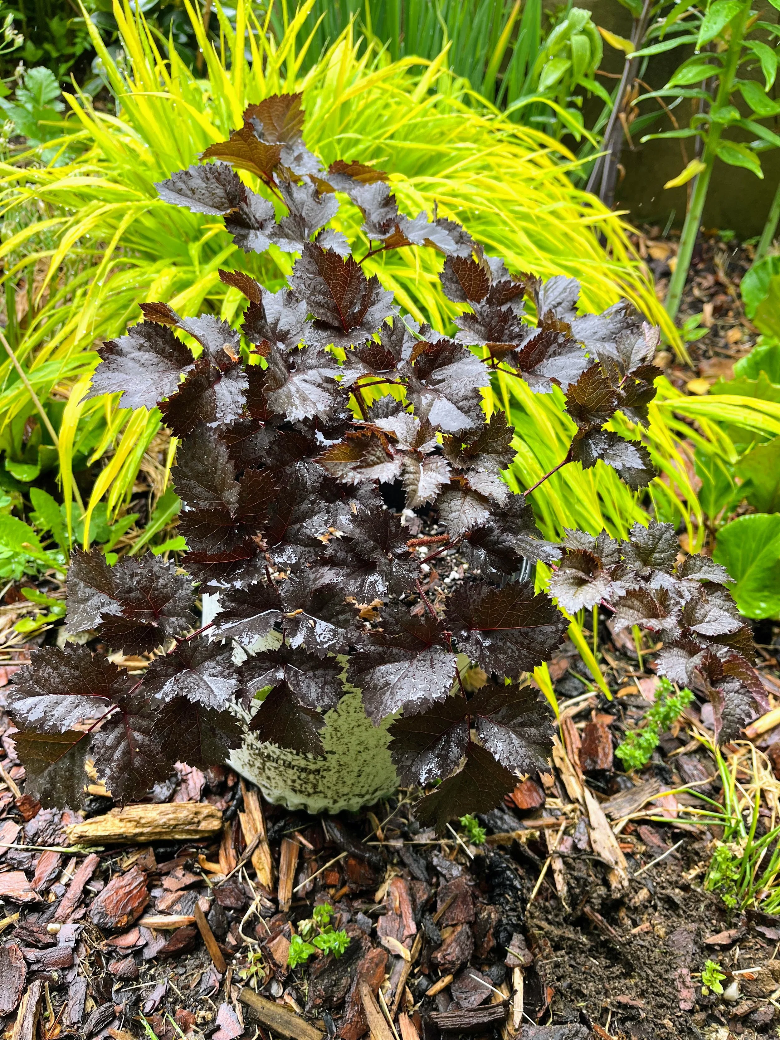 Astilbe 'Dark Side of the Moon' 3 .jpg