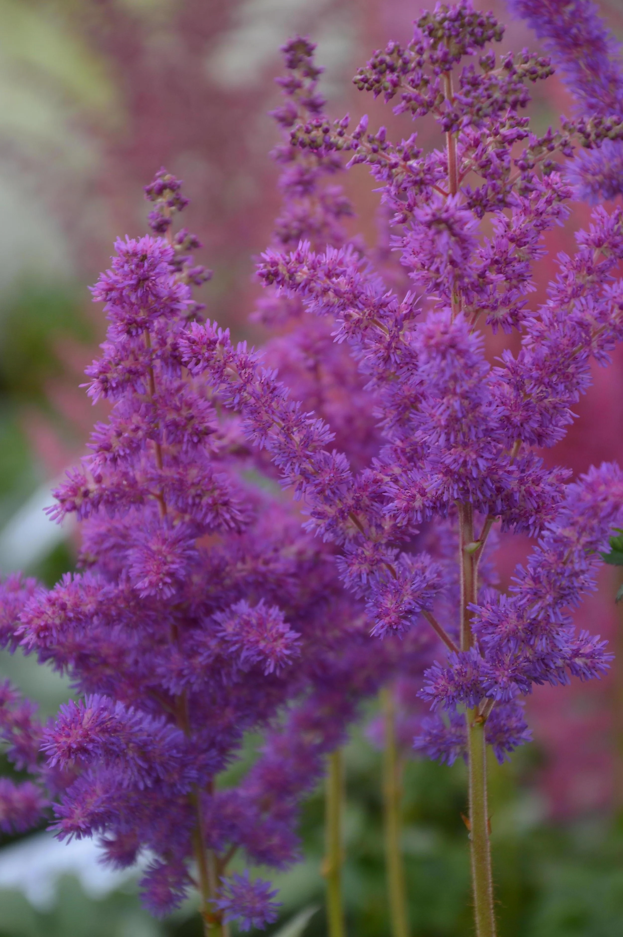 Astilbe chinensis 'Black Pearls'