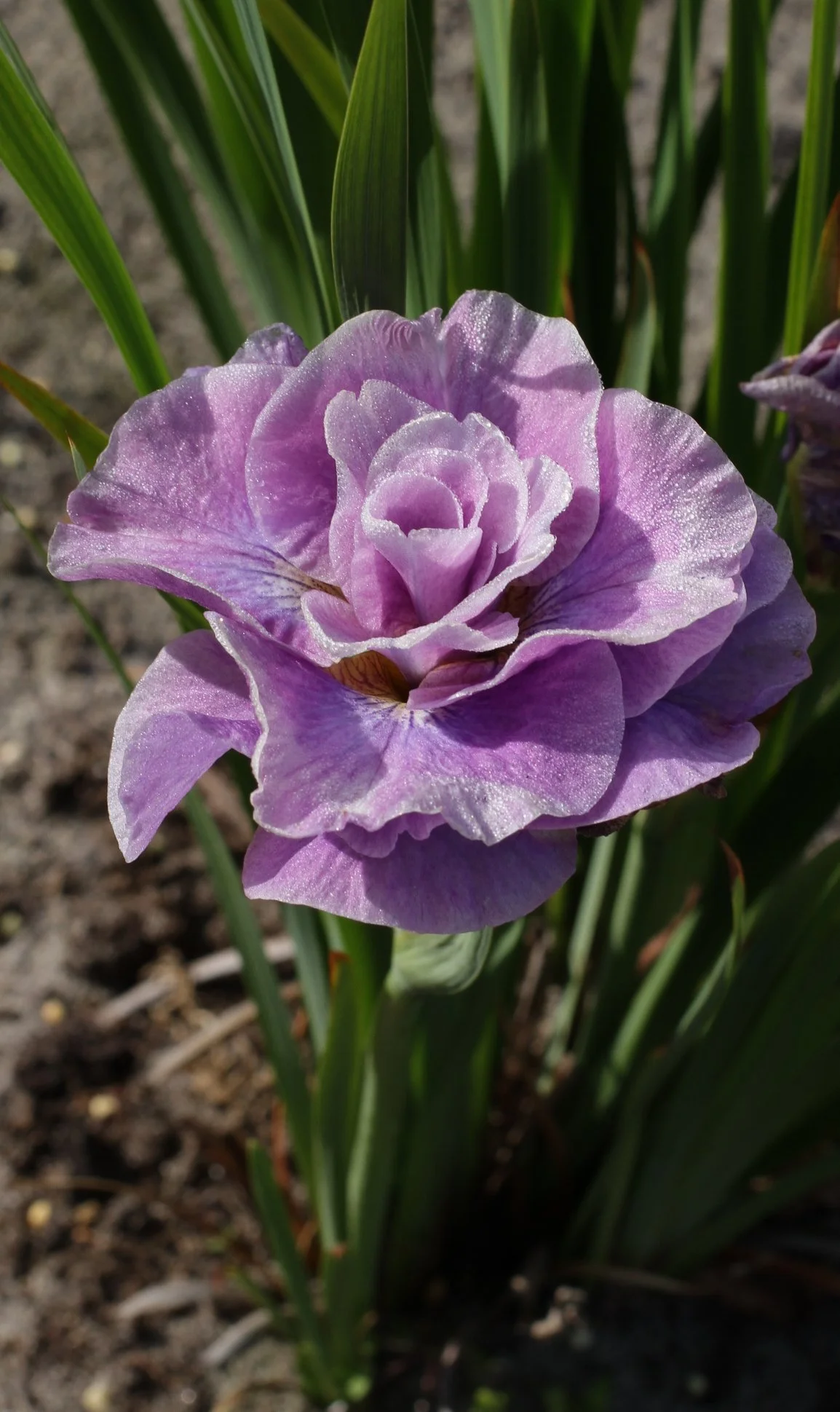 Iris Siberica  "Pink Parfait"